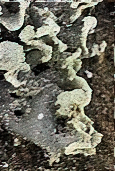 Physcia tenella