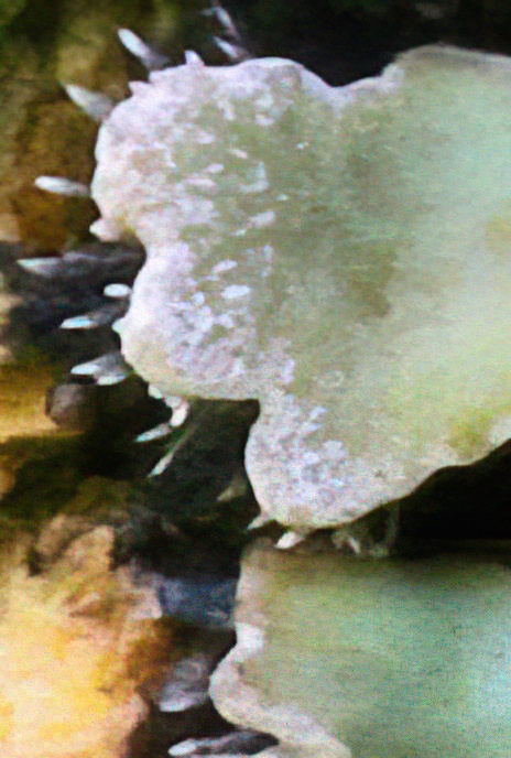 Physconia distorta