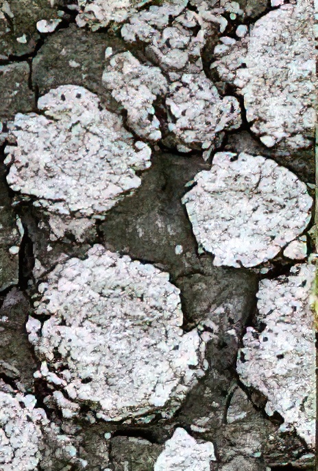 Pertusaria amara