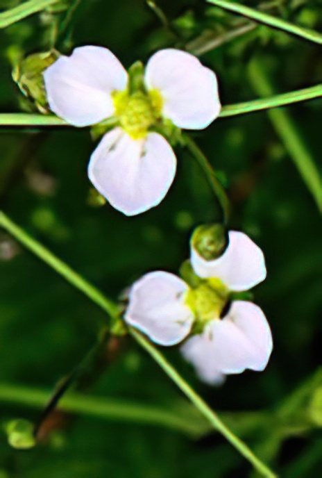 Common Water-plantain