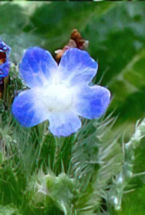 Bugloss