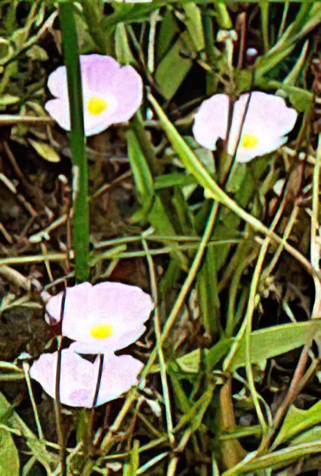 Lesser Water-plantain