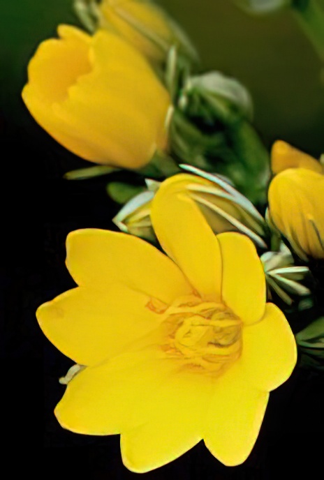 Yellow-wort