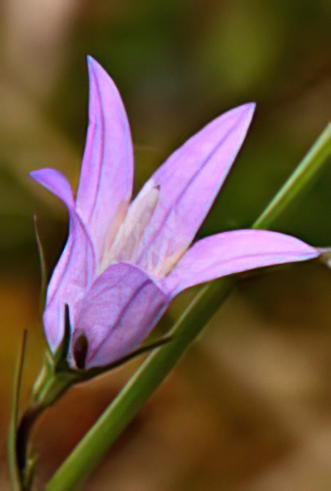 Spreading Bell-flower