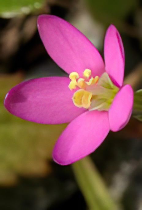 Lesser Centaury