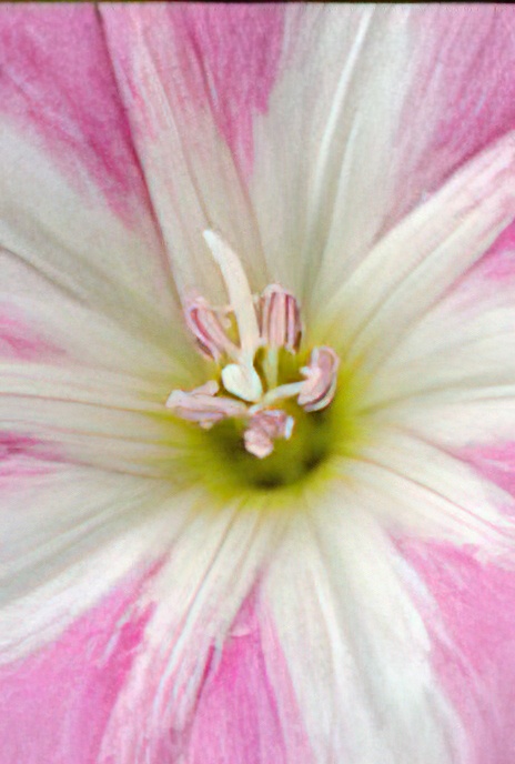 Field Bindweed