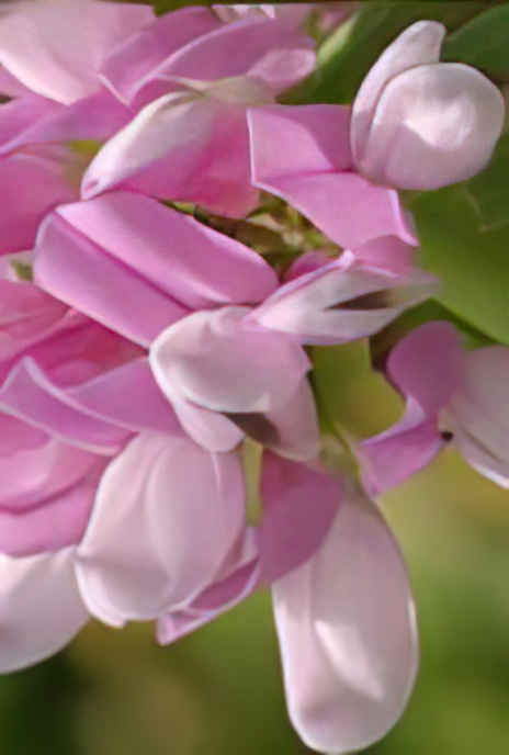 Crown Vetch