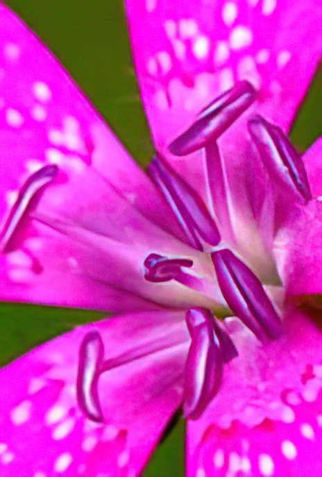 Maiden Pink
