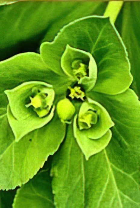 Sun Spurge