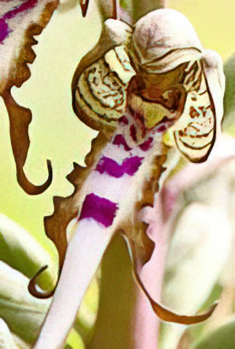 Lizard Orchid