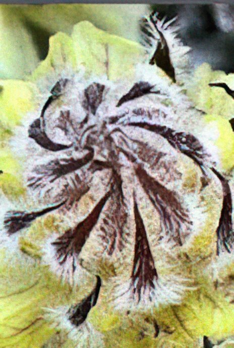 Knapweed Broomrape