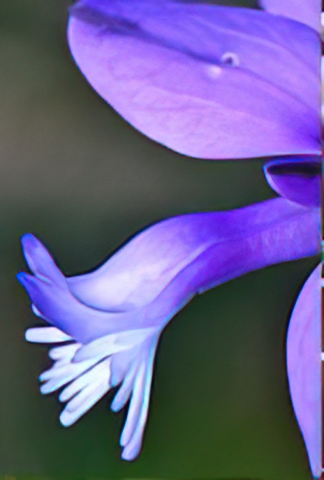 Chalk Milkwort