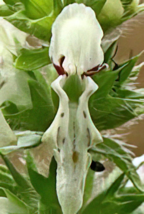 Yellow Wound Wort