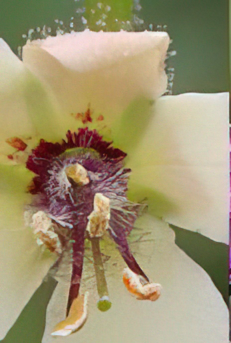 Moth Mullein