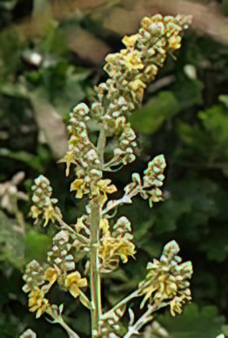 White Mullein