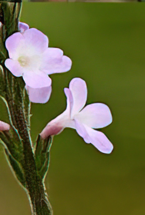 Vervain