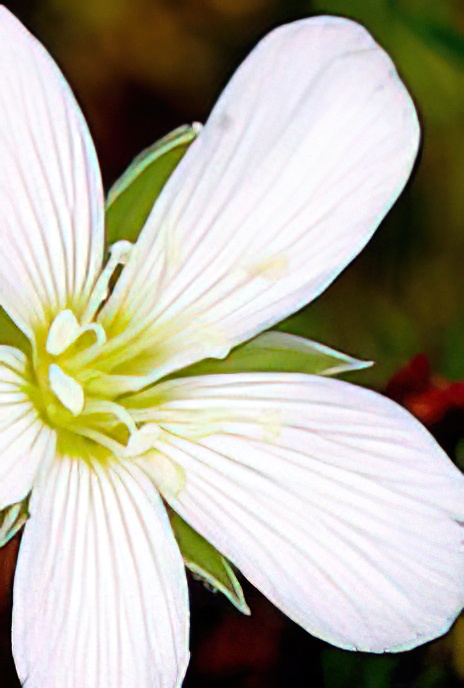 Corn Spurrey