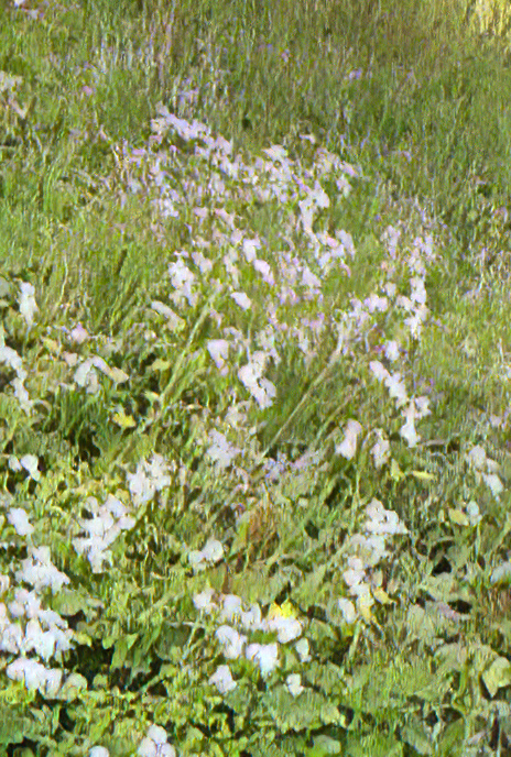 Into the Dolomites – Upland Meadows