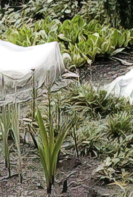 Into the Dolomites – Local Gardens