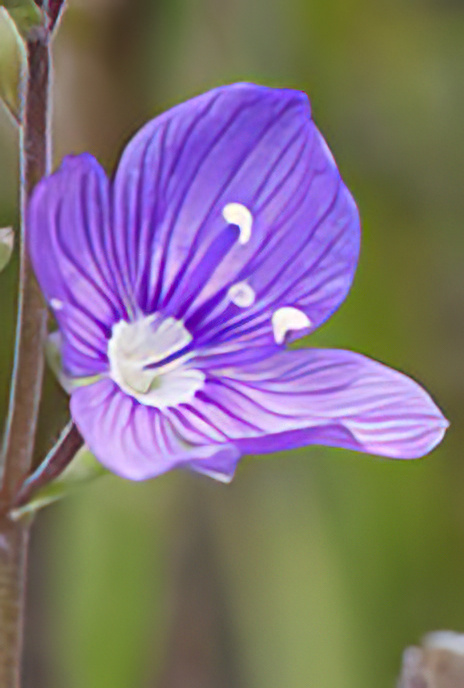 Veronica fruticans
