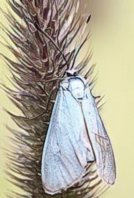 Forester Moth (on Alpine Cat’s-tail)