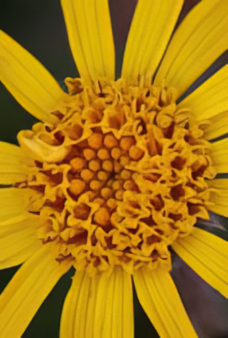 Doronicum Ragwort