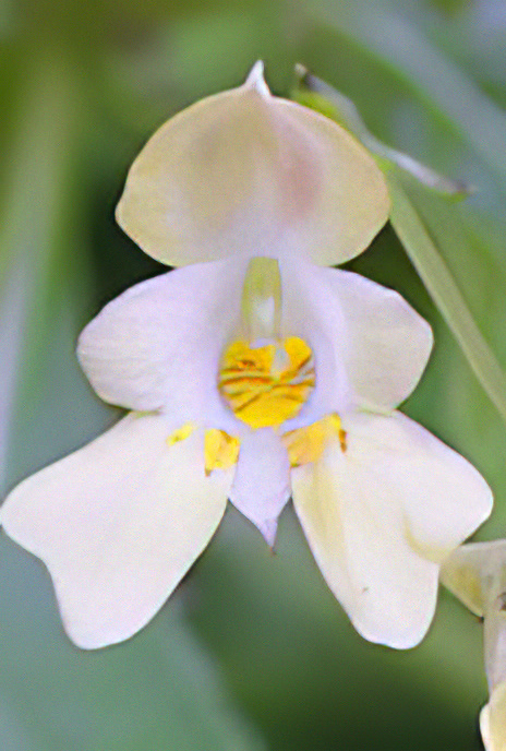 Small Balsam