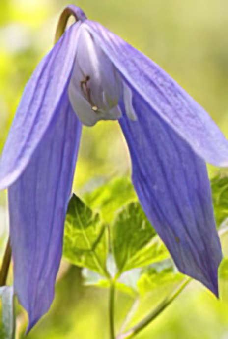 Alpine Clematis