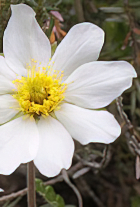 Mountain Avens