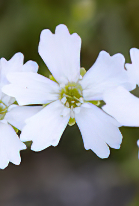 Alps Campion