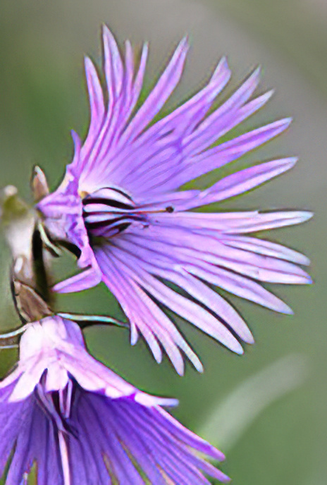 Alpine Soldanella