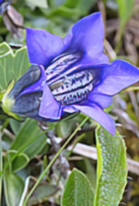 Trumpet Gentian