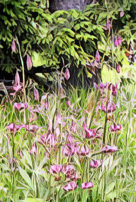 Turk’s cap Lily