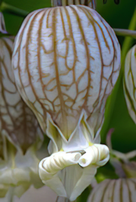 Bladder Campion