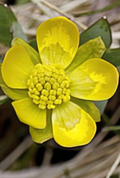 Hybrid Buttercup