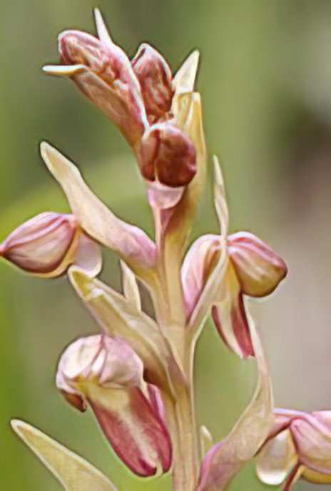 Frog Orchid