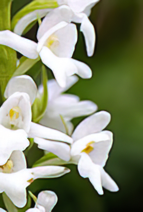 Short-spurred Fragrant Orchid