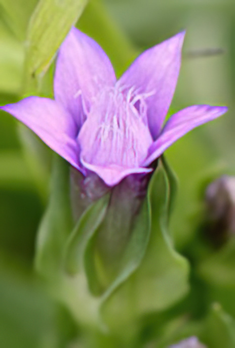 Field Gentian