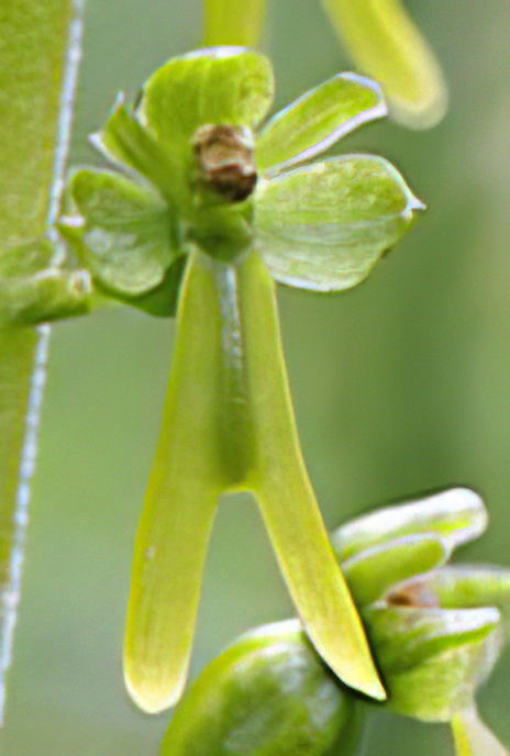 Twayblade