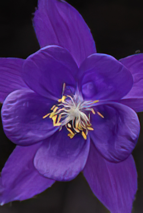 Einsel’s Aquilegia