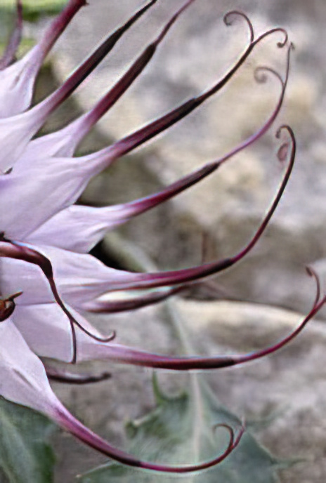 Devil’s Claw