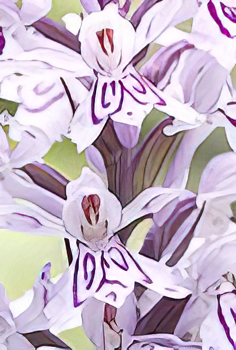 Spotted Orchid