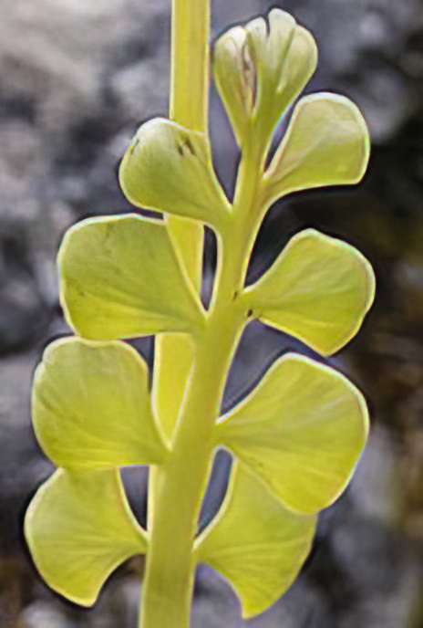 Moonwort