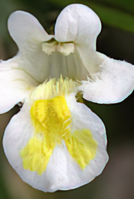 Alpine Butterwort