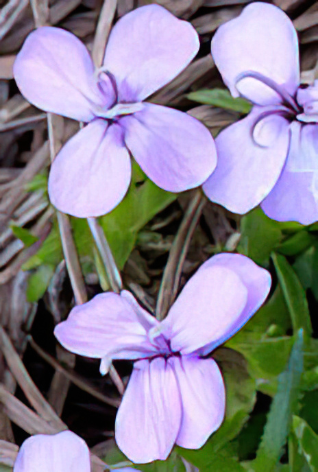 Rock Soapwort