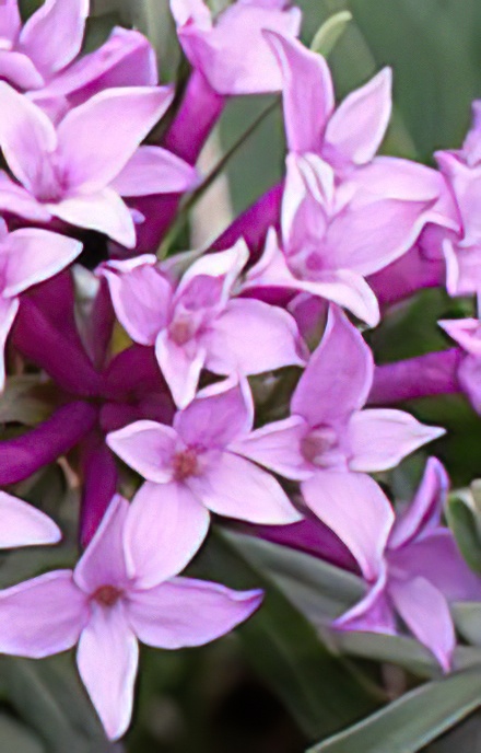 Striated Daphne