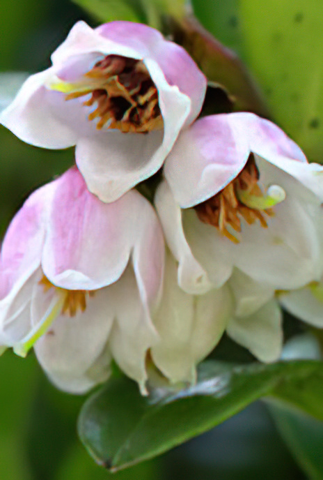 Cowberry