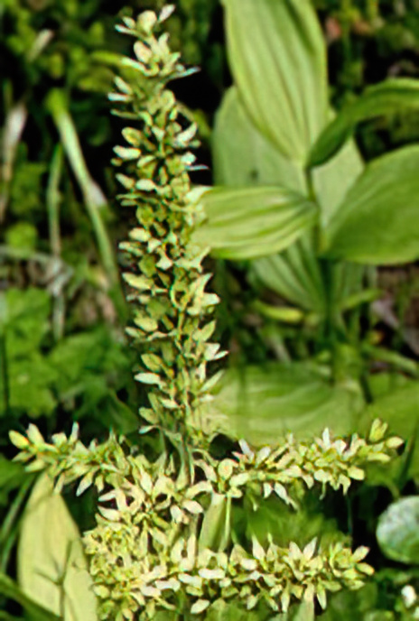 False White Helleborine