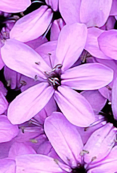 Moss Campion or Cushion Pink & Hover fly