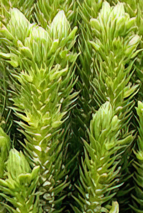 Fir Clubmoss